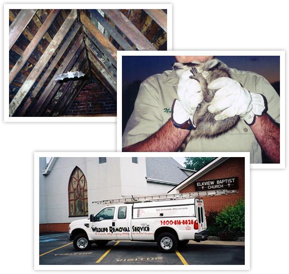 Bat exclusion work on a West Virginia home