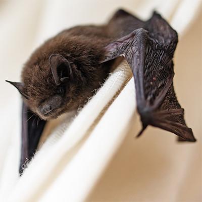 Bat removal