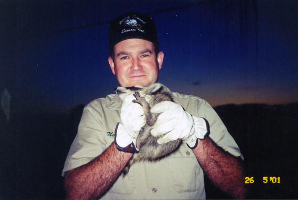 Raccoon caught and removed