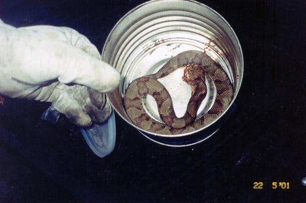 Copperhead snake captured on site