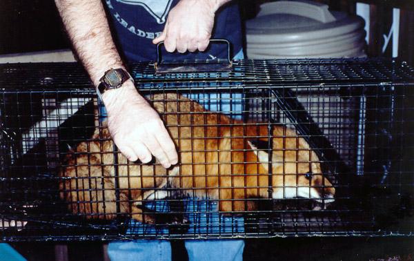 Fox in a humane live trap