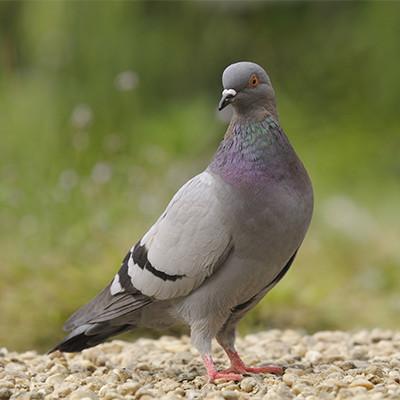 Pigeon removal