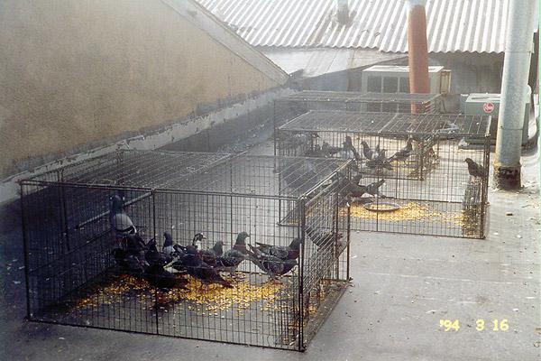 Pigeon in a humane live trap