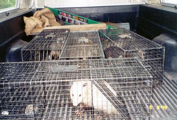 Opossum in a humane live trap