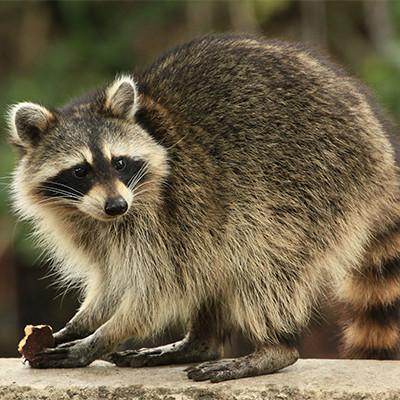 Raccoon removal