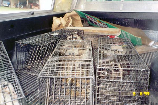 Raccoons in a humane live trap