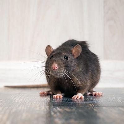 Rat removal